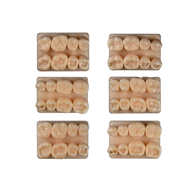 SET12 - набор демонстрационных моделей зубов №12, в комплекте F1, F2, F3, F4, F5, F6 | ID.POPOV (Россия)