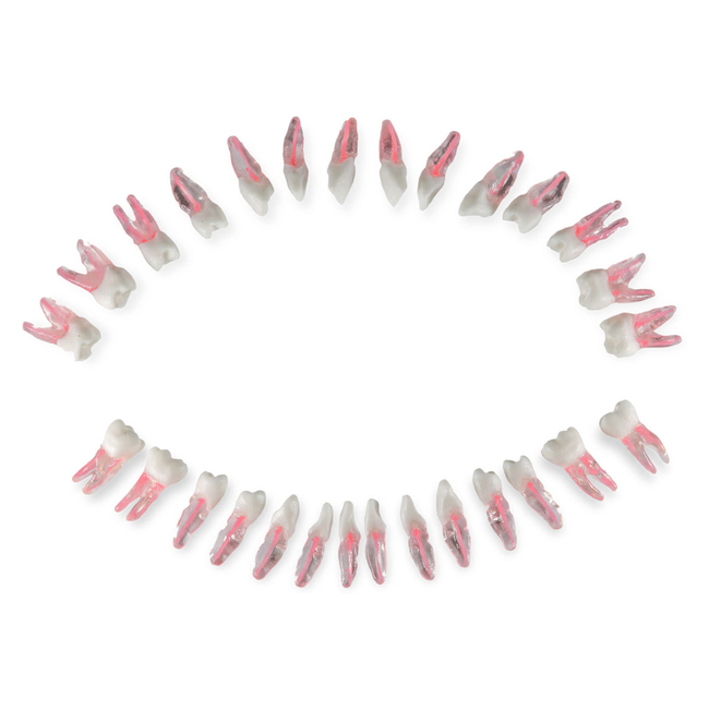 Комплект из 28 зубов для модели DS0980 | Dentalstore (Италия)