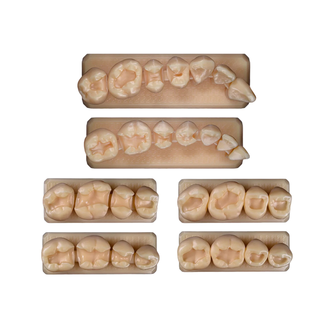 SET14 - набор демонстрационных моделей зубов №14, в комплекте G1, G2, B1, B2, D1, D2 | ID.POPOV (Россия)